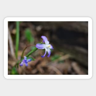 Purple Star Flowers Sticker